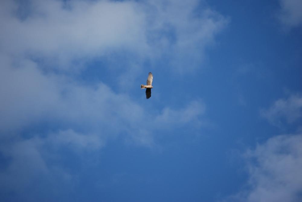 Bird Flight Nature Peel Sky Bird Flight Nature Peel Sky