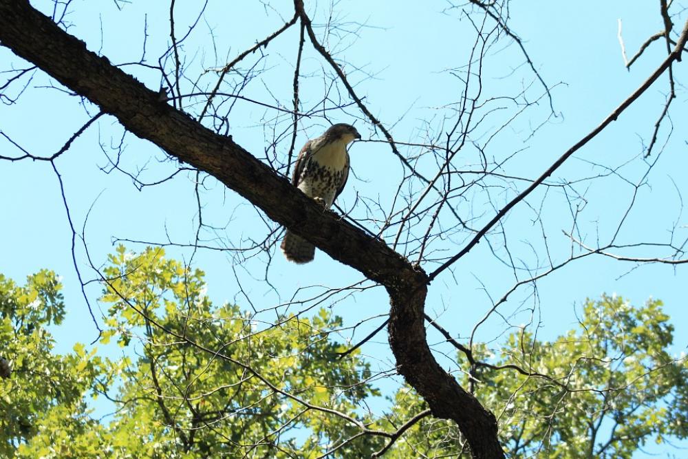 Bird Hawk Animal Chicken Feathers Nature Outdoors Bird Hawk Animal Chicken Feathers Nature Outdoors