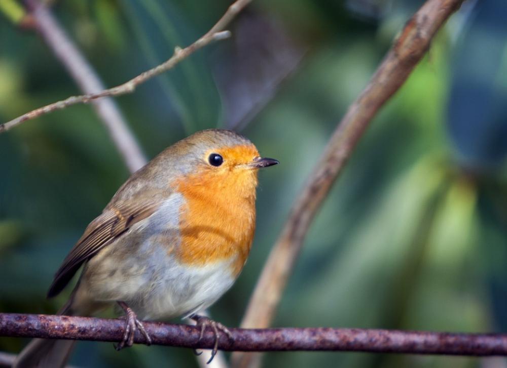 Bird Robin Red Close-Up Portrait Perched Branch Bird Robin Red Close-Up Portrait Perched Branch