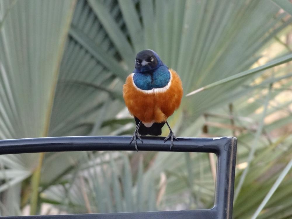 Bird Exotic Gourmand Bird Exotic Gourmand