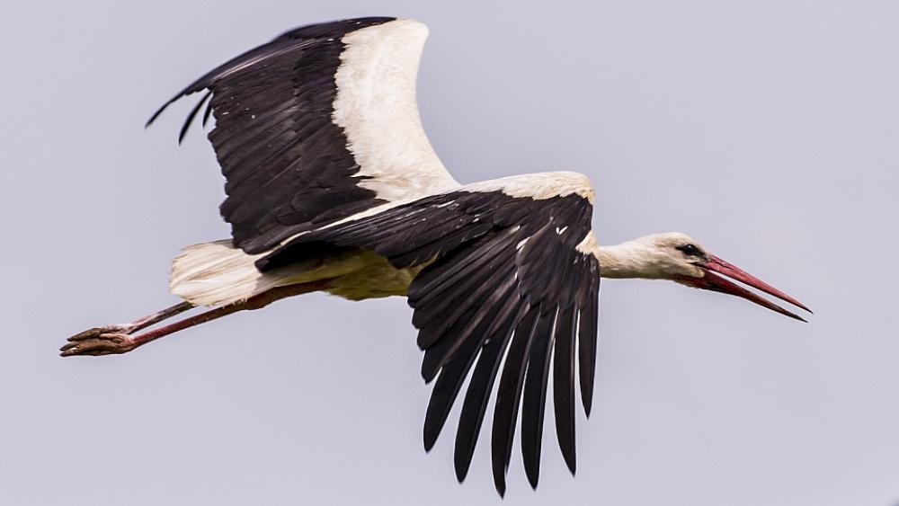Bird Stork Nature Birds Beak Sky Fly Take Off Bird Stork Nature Birds Beak Sky Fly Take Off