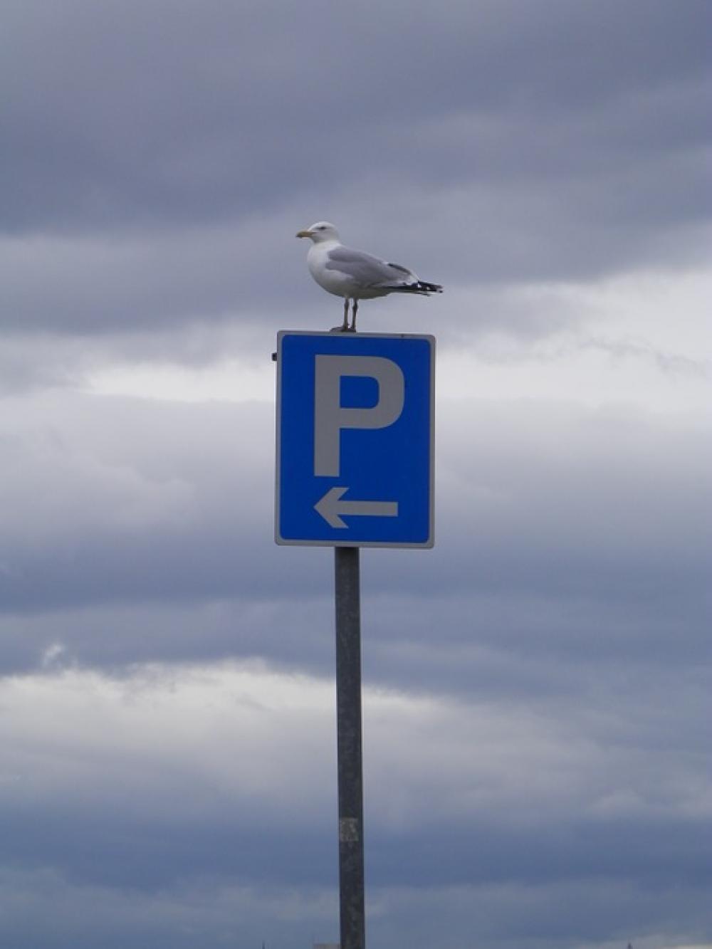 Bird Sky Animal Nature Feather Animals Parking Bird Sky Animal Nature Feather Animals Parking