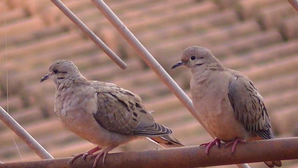 Bird Pity Dove Rolls Bird Pity Dove Rolls