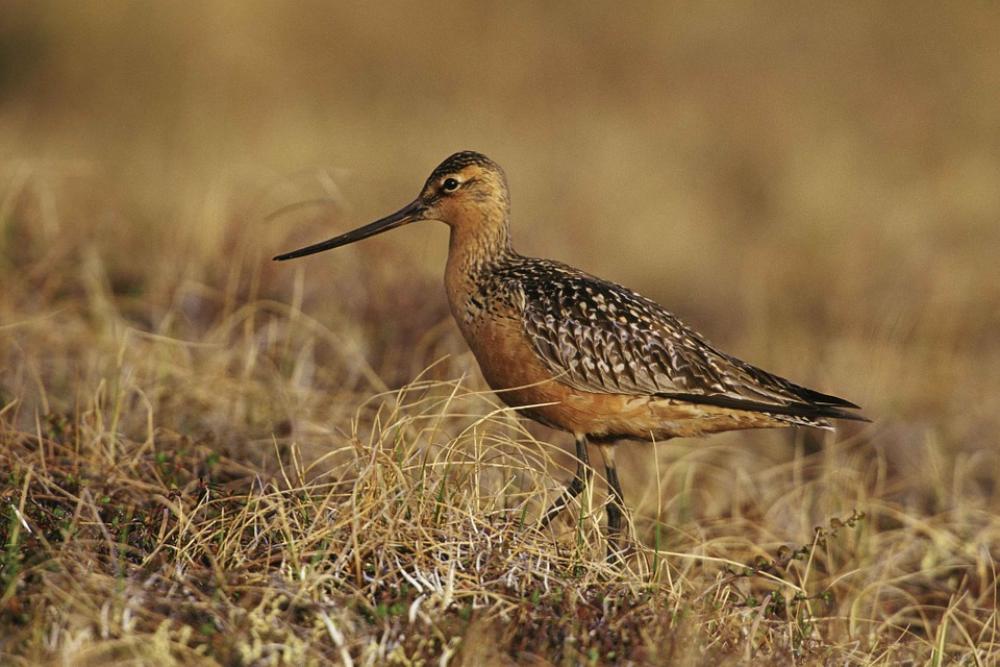 Bird Ground Tundra Ailed Bar Lapponica Limosa Bird Ground Tundra Ailed Bar Lapponica Limosa