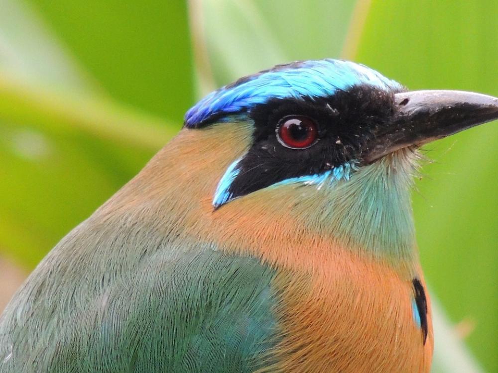 Bird Ave Fauna Nature Bird Ave Fauna Nature