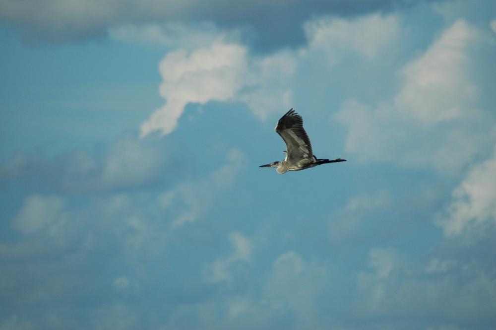 Bird Sky Bird View Wings Blue Bird Sky Bird View Wings Blue