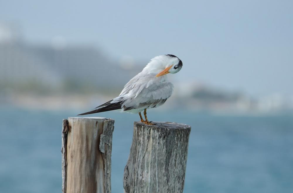 Bird Seagull Beach Sea Ocean Nature Sky Gull Bird Seagull Beach Sea Ocean Nature Sky Gull