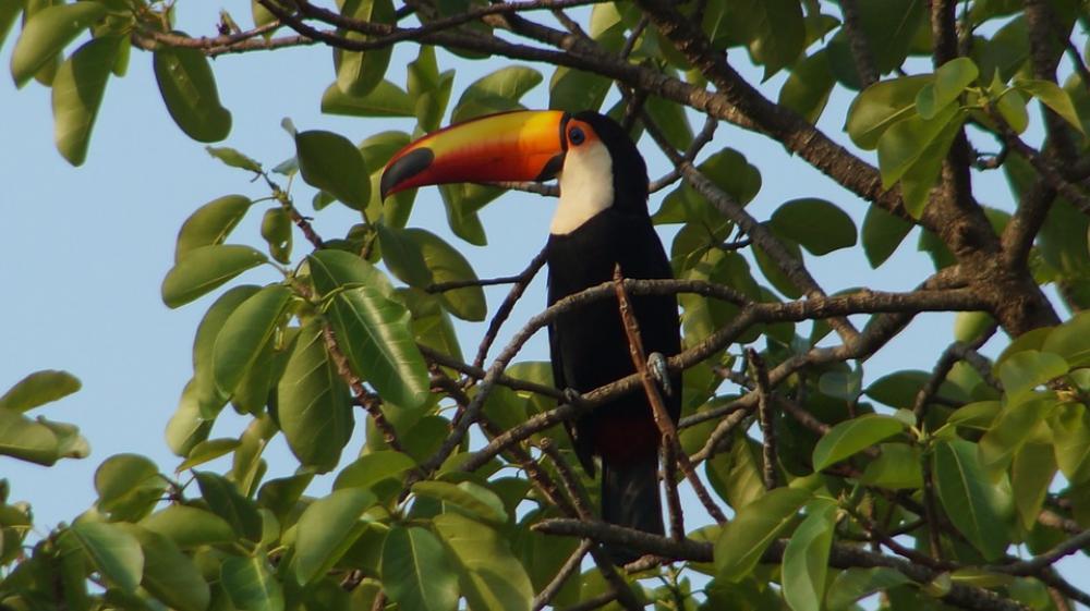 Bird Animals Tatu Nature Tropical Birds Bird Animals Tatu Nature Tropical Birds