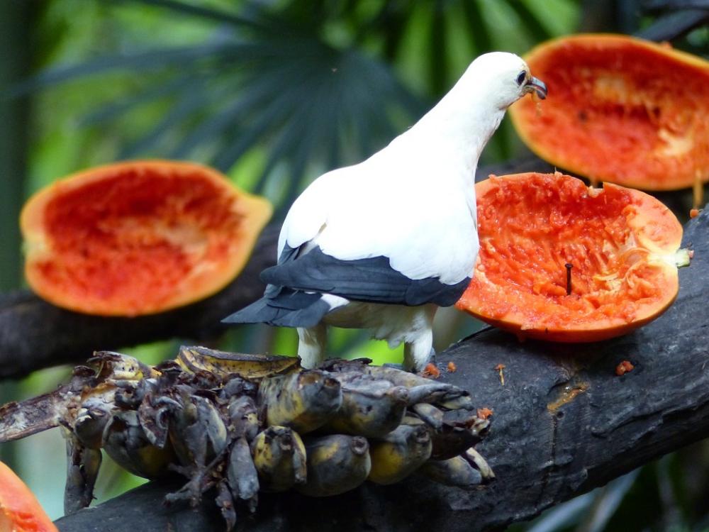 Bird Papayas Fruit Thailand Bird Papayas Fruit Thailand