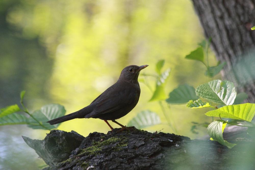 Bird Forest Tree Kos Bird Forest Tree Kos