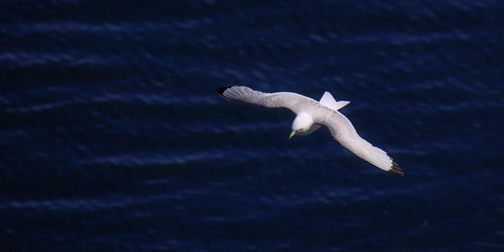 Bird Flying Sea Seagull Nature Bird Flying Sea Seagull Nature