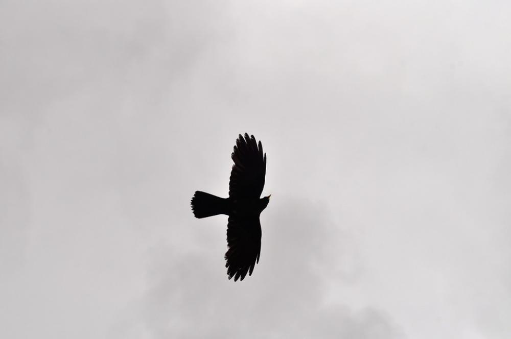 Bird Sky Silhouette Animal Cloud White Nature Bird Sky Silhouette Animal Cloud White Nature