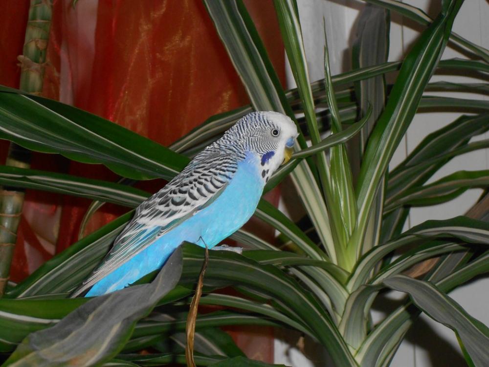 Bird Wellensttich Parakeet Blue Palm Bird Wellensttich Parakeet Blue Palm
