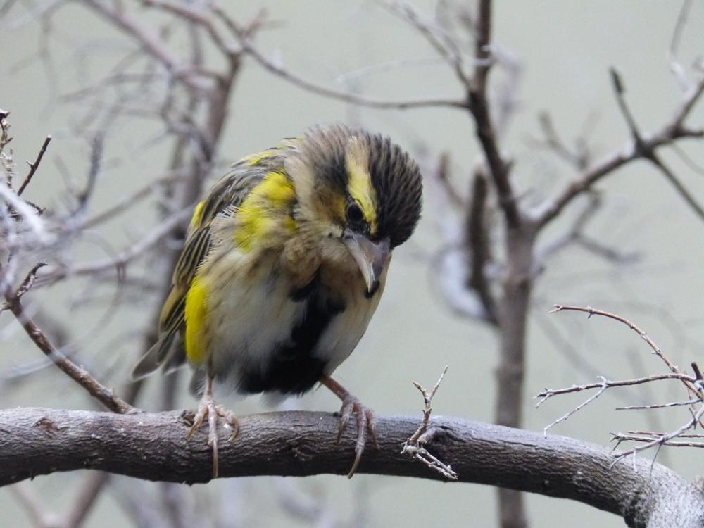 Bird Animal Feather Nature Colorful Yellow Black Bird Animal Feather Nature Colorful Yellow Black