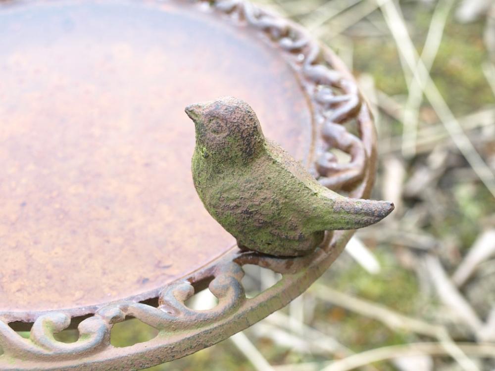 Bird Bath Bird Drink Bird Bath Bird Drink