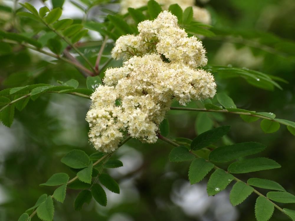 Bird Berry Blossom Blossom Bloom Rowan Spring Bird Berry Blossom Blossom Bloom Rowan Spring
