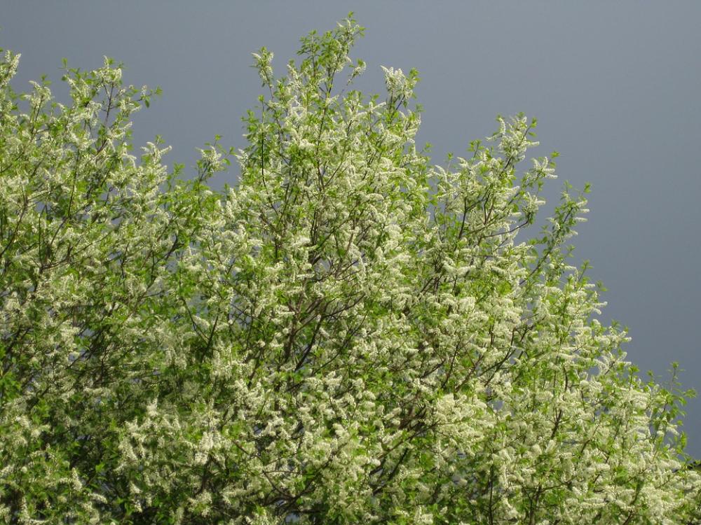 Bird Cherry Bird Cherry Flowers Sky Spring Bird Cherry Bird Cherry Flowers Sky Spring