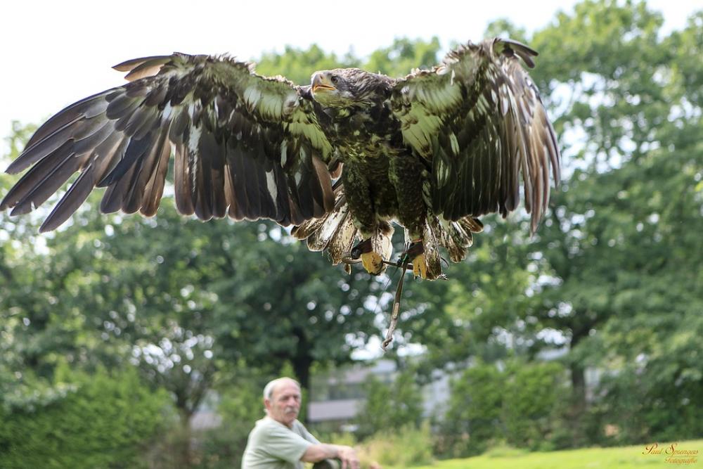 Bird Of Prey Birds Nature Eagle White Tailed Eagle Bird Of Prey Birds Nature Eagle White Tailed Eagle
