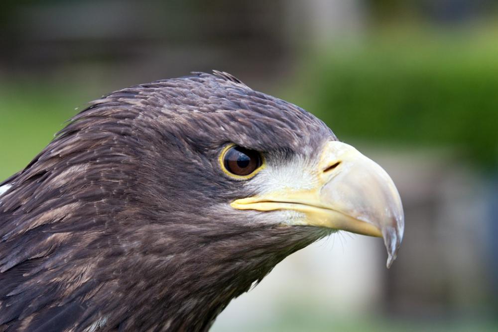 Bird Of Prey Predator Wildlife Head Raptor Plumage Bird Of Prey Predator Wildlife Head Raptor Plumage