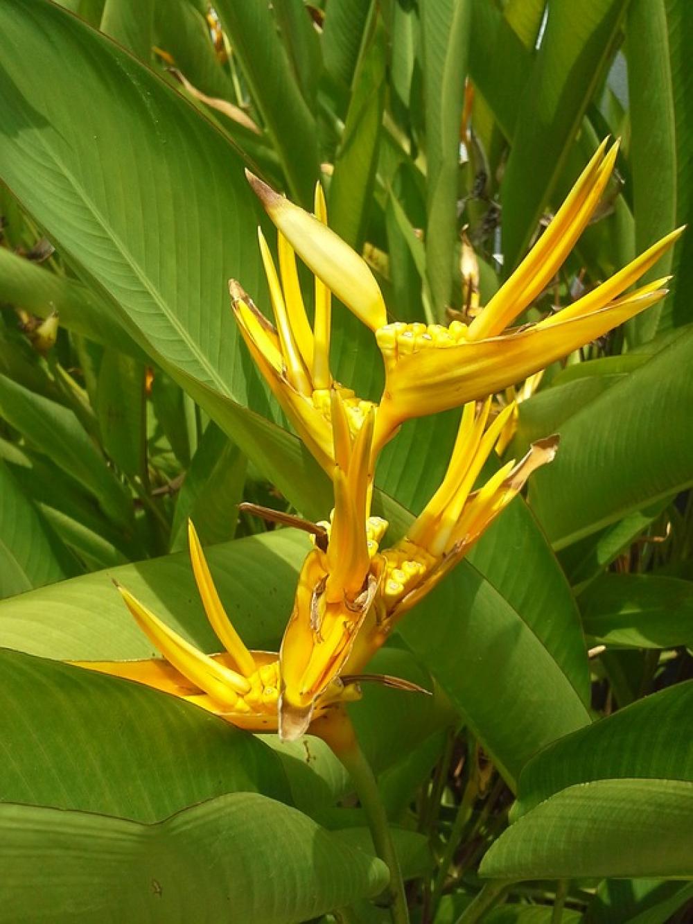 Bird Paradise Yellow Vegetation Flower Bird Paradise Yellow Vegetation Flower