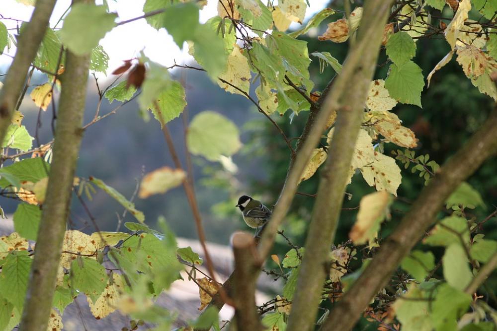 Birds Bird Little Bird Black And White Tit Birds Bird Little Bird Black And White Tit