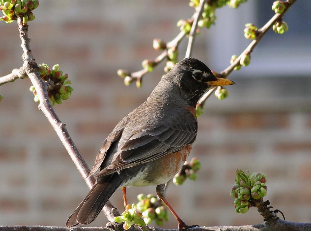 Birds Ornithology Nature Branches The Buds Birds Ornithology Nature Branches The Buds