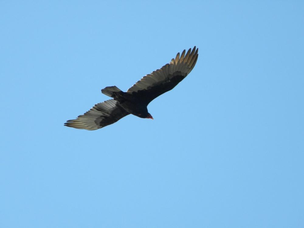 Birds Wings Flight Flying Nature Wildlife Fly Birds Wings Flight Flying Nature Wildlife Fly