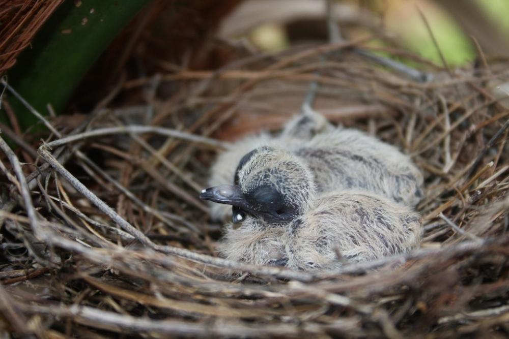 Bird'S Nest Baby Bird Bird Nest Animal Bird'S Nest Baby Bird Bird Nest Animal