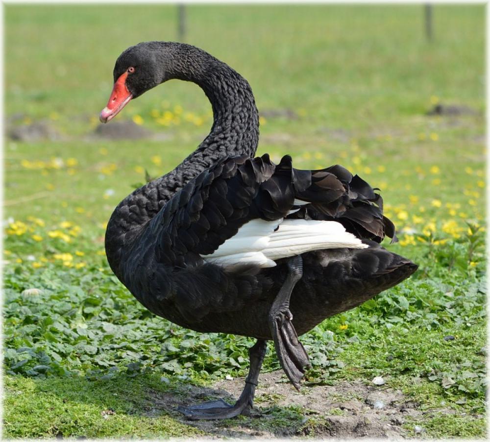 Black Ballet Dance Water Bird Nature Holland Black Ballet Dance Water Bird Nature Holland