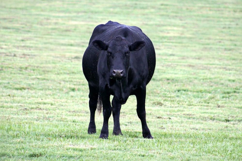Black Cow Farm Animal Cattle Farming Pasture Black Cow Farm Animal Cattle Farming Pasture
