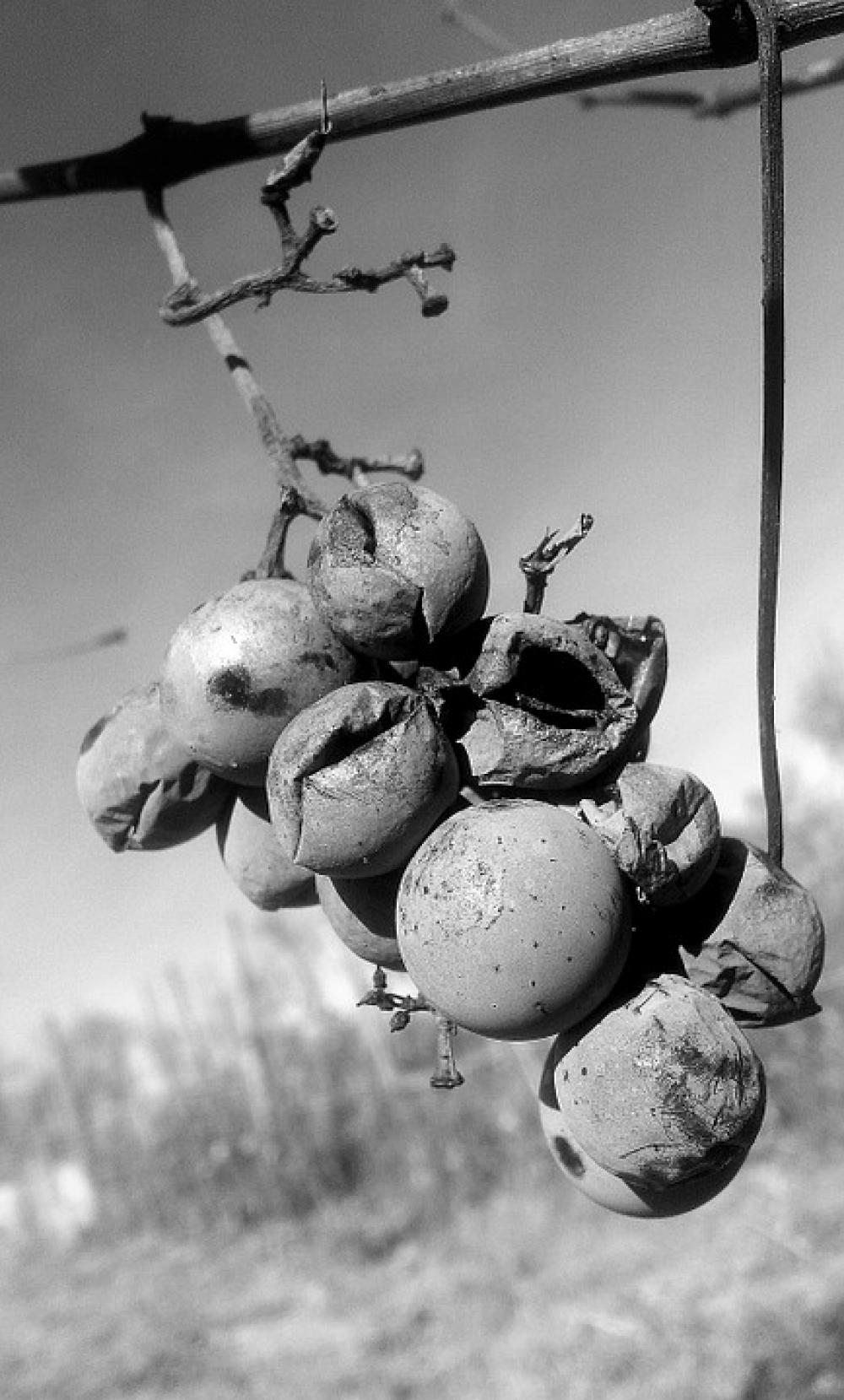 Black Dark Fall Gloomy Gray White Autumn B Amp W Black Dark Fall Gloomy Gray White Autumn B Amp W