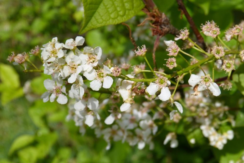 Black Cherry Blossom Bloom Spring Else Cherry Black Cherry Blossom Bloom Spring Else Cherry