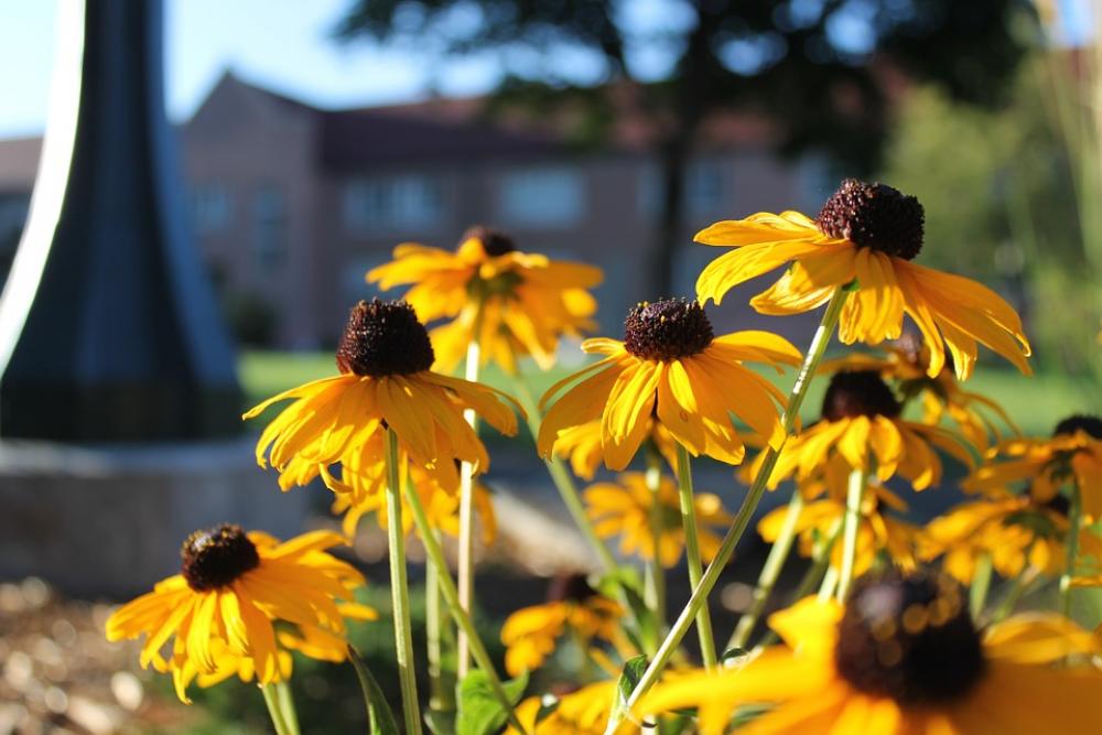 Black-Eyed Susan Flower Petals Bloom Fall Autumn Black-Eyed Susan Flower Petals Bloom Fall Autumn
