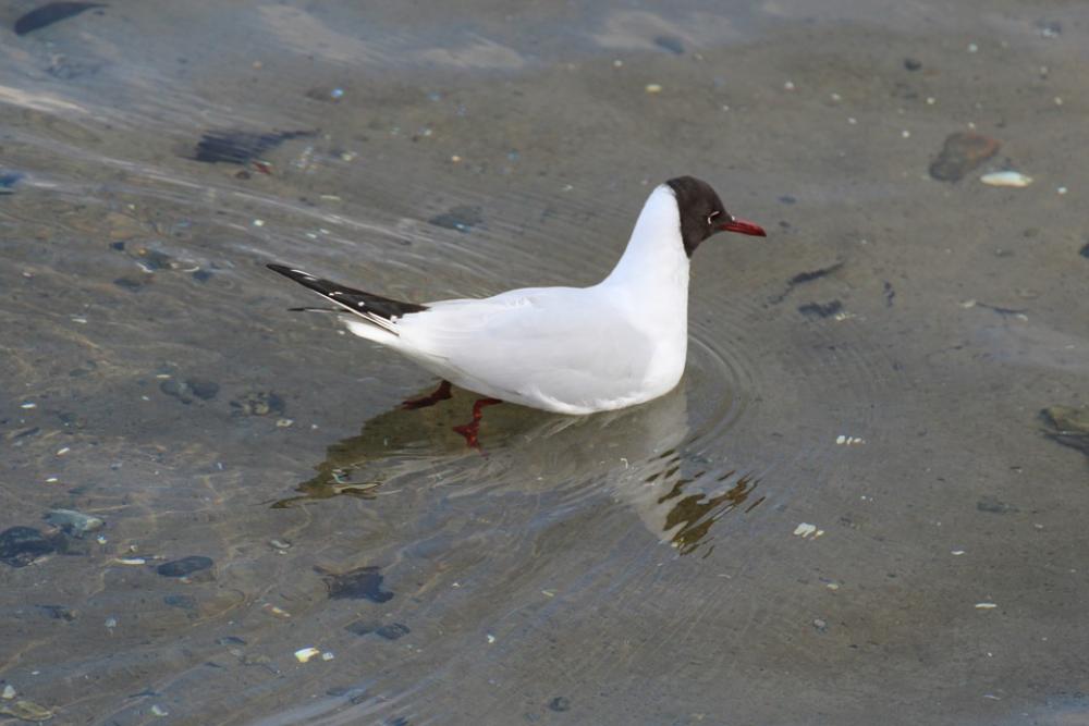 Black Headed Gull Chroicocephalus Ridibundus Birds Black Headed Gull Chroicocephalus Ridibundus Birds