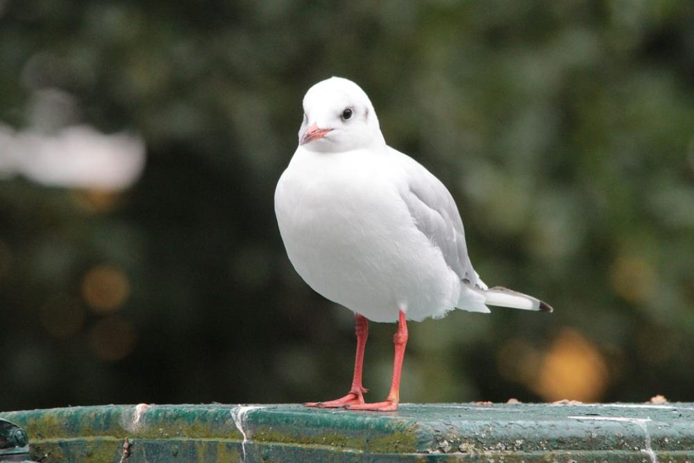 Black Headed Gull Bird Chroicocephalus Ridibundus Black Headed Gull Bird Chroicocephalus Ridibundus