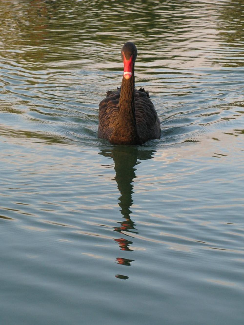 Black Swan Birds Water Bird Australian Black Swan Black Swan Birds Water Bird Australian Black Swan