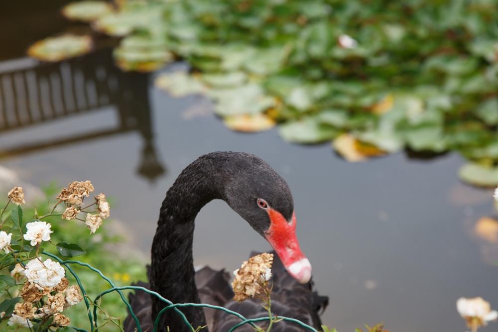 Black Swan Swan Animals Black Swan Swan Animals