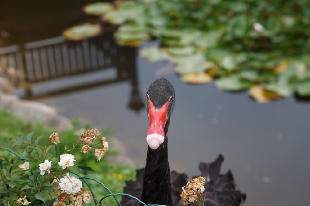 Black Swan Swan Animals Black Swan Swan Animals