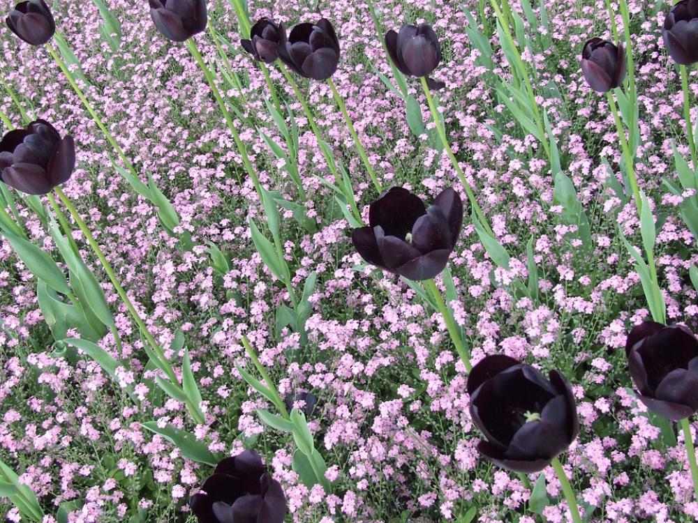 Black Tulips Tulips Field Of Flowers Spring Flower Black Tulips Tulips Field Of Flowers Spring Flower