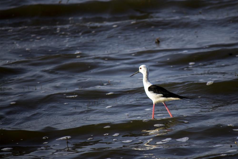 Black-Winged Stilt Bird Common Stilt Pied Stilt Black-Winged Stilt Bird Common Stilt Pied Stilt