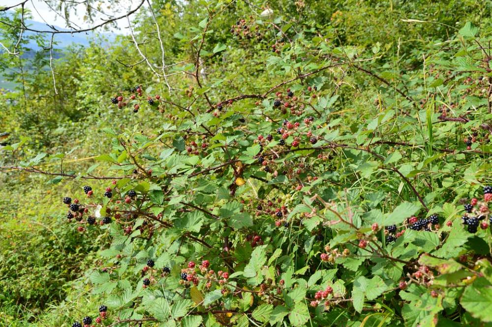 Blackberries Forest Nature Blackberries Forest Nature