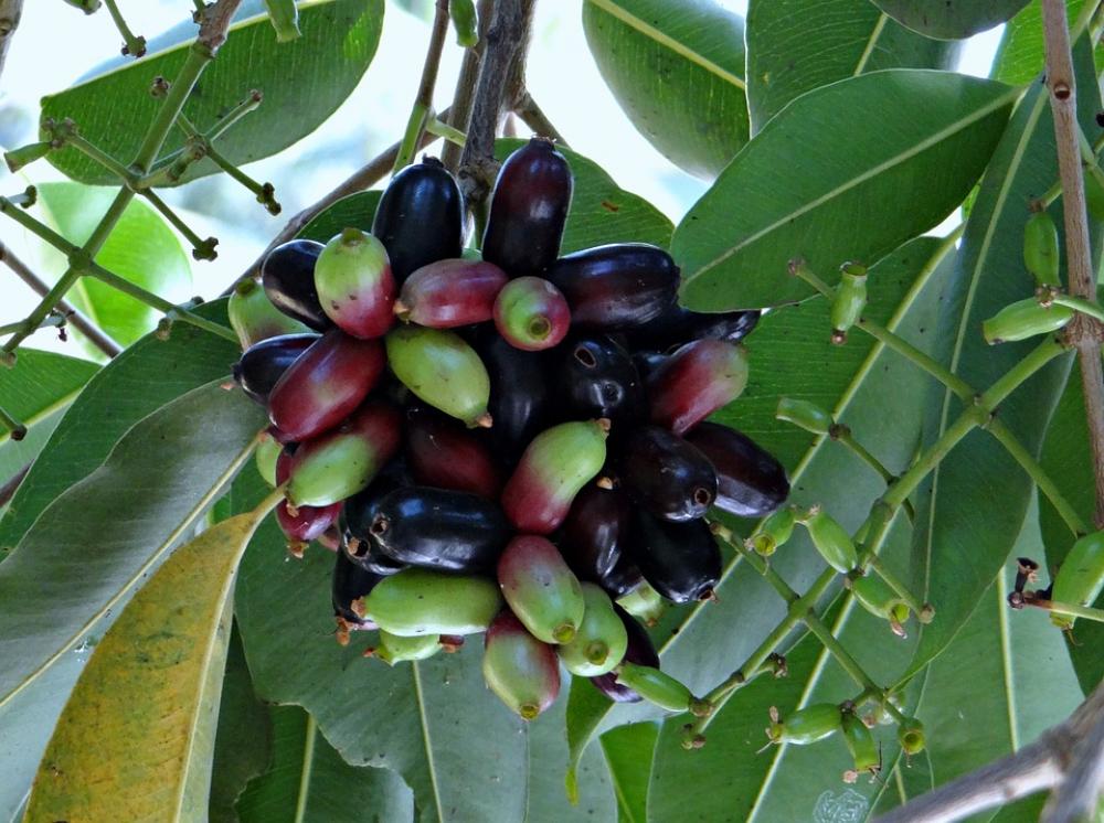 Blackberry Berries Bunch Syzigium Cumini Green Blackberry Berries Bunch Syzigium Cumini Green