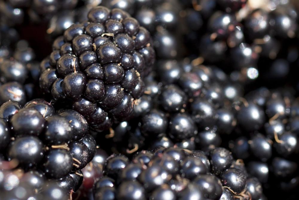 Blackberry Berry Macro Blackberry Berry Macro