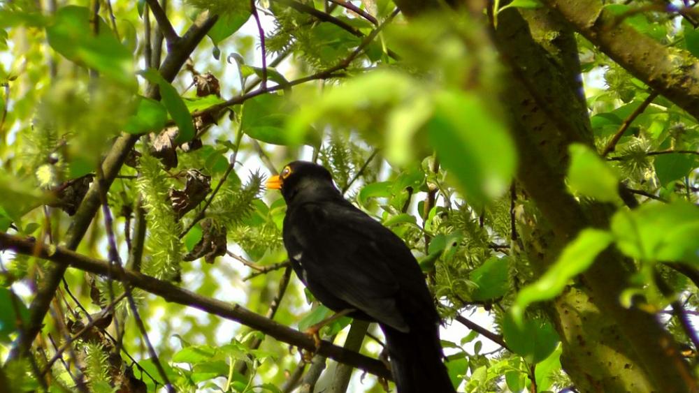 Blackbird Songbird Nature Bird Bill Creature Blackbird Songbird Nature Bird Bill Creature