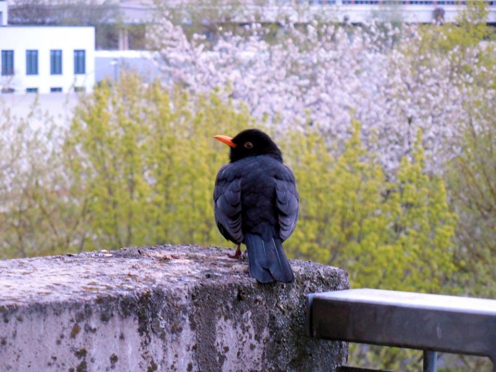 Blackbird Bird Nature Feather Animal Elegant Blackbird Bird Nature Feather Animal Elegant