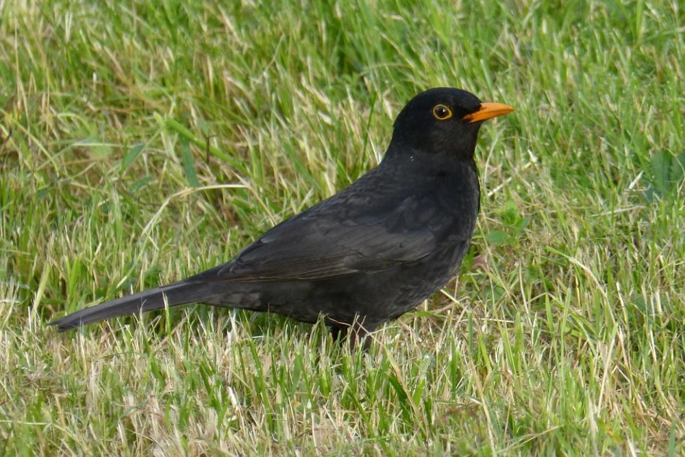 Blackbird Bird Black Grass Blackbird Bird Black Grass