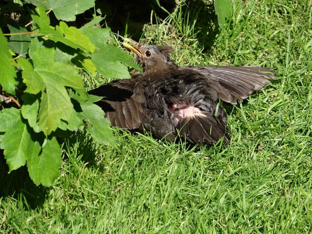 Blackbird Bird Sun Plumage Feather Black Blackbird Bird Sun Plumage Feather Black