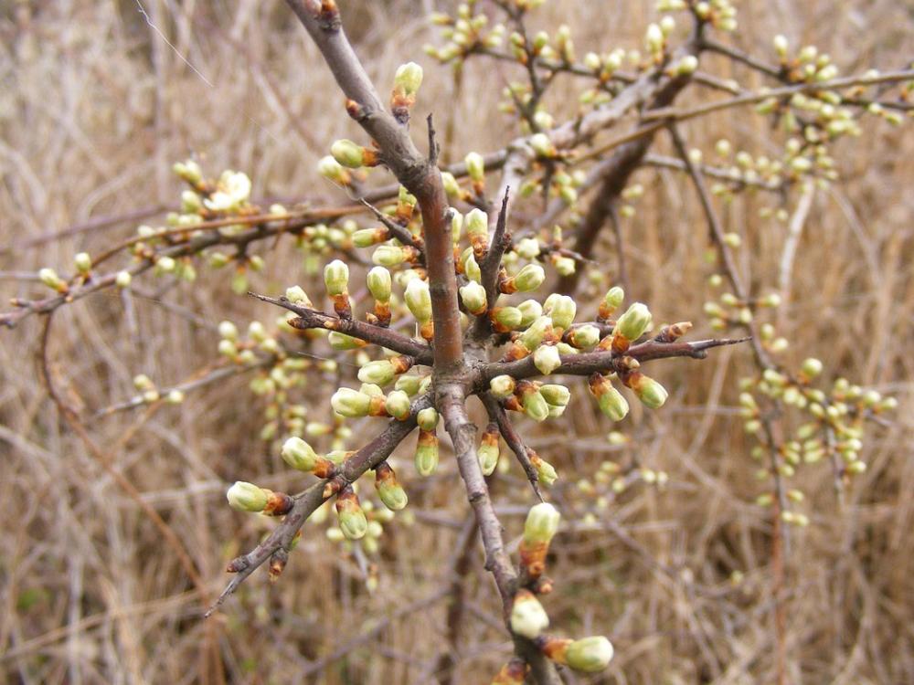 Blackthorn Buds Flowers Prunus Sloe Spinosa White Blackthorn Buds Flowers Prunus Sloe Spinosa White
