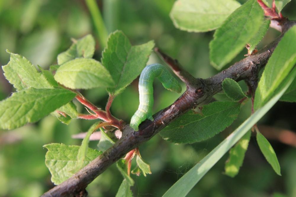 Blade Caterpillar Grass Small Insects Nature Blade Caterpillar Grass Small Insects Nature