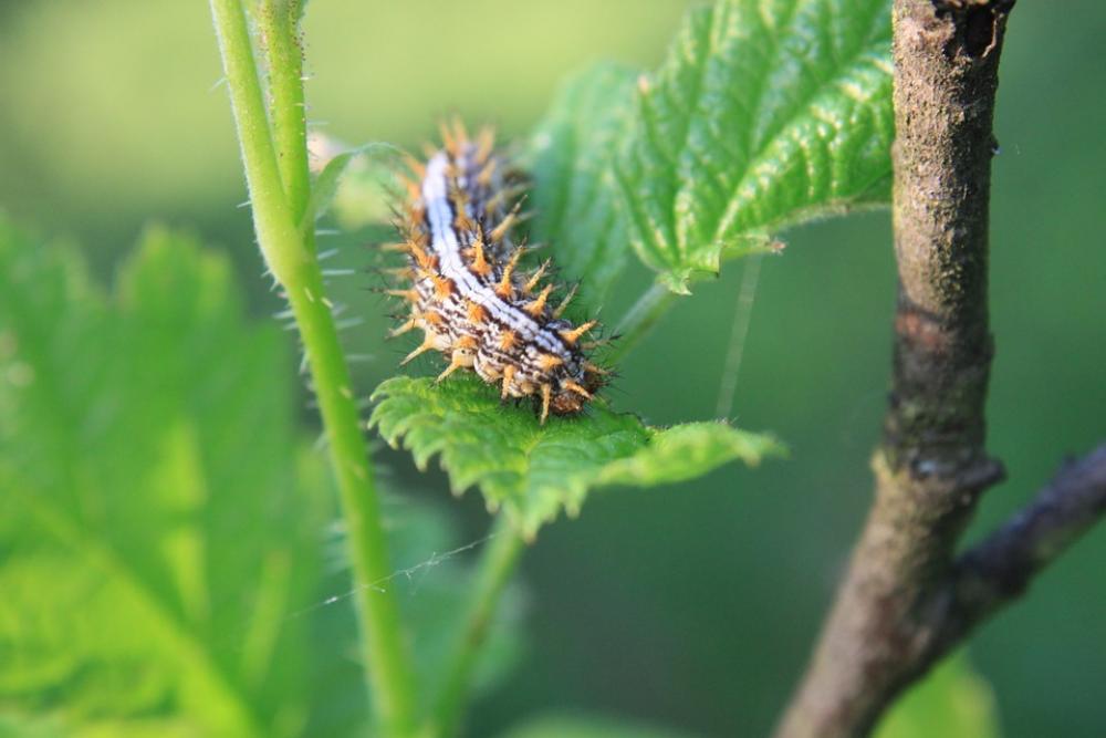 Blade Caterpillar Grass Small Insects Nature Blade Caterpillar Grass Small Insects Nature